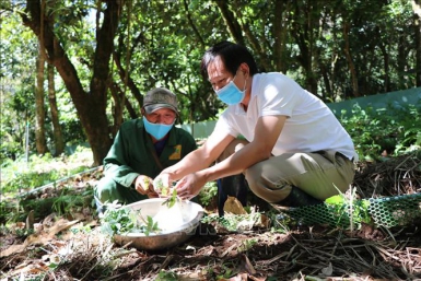Sâm Ngọc Linh Kon Tum K5 trồng hơn 1 triệu cây sâm Ngọc Linh